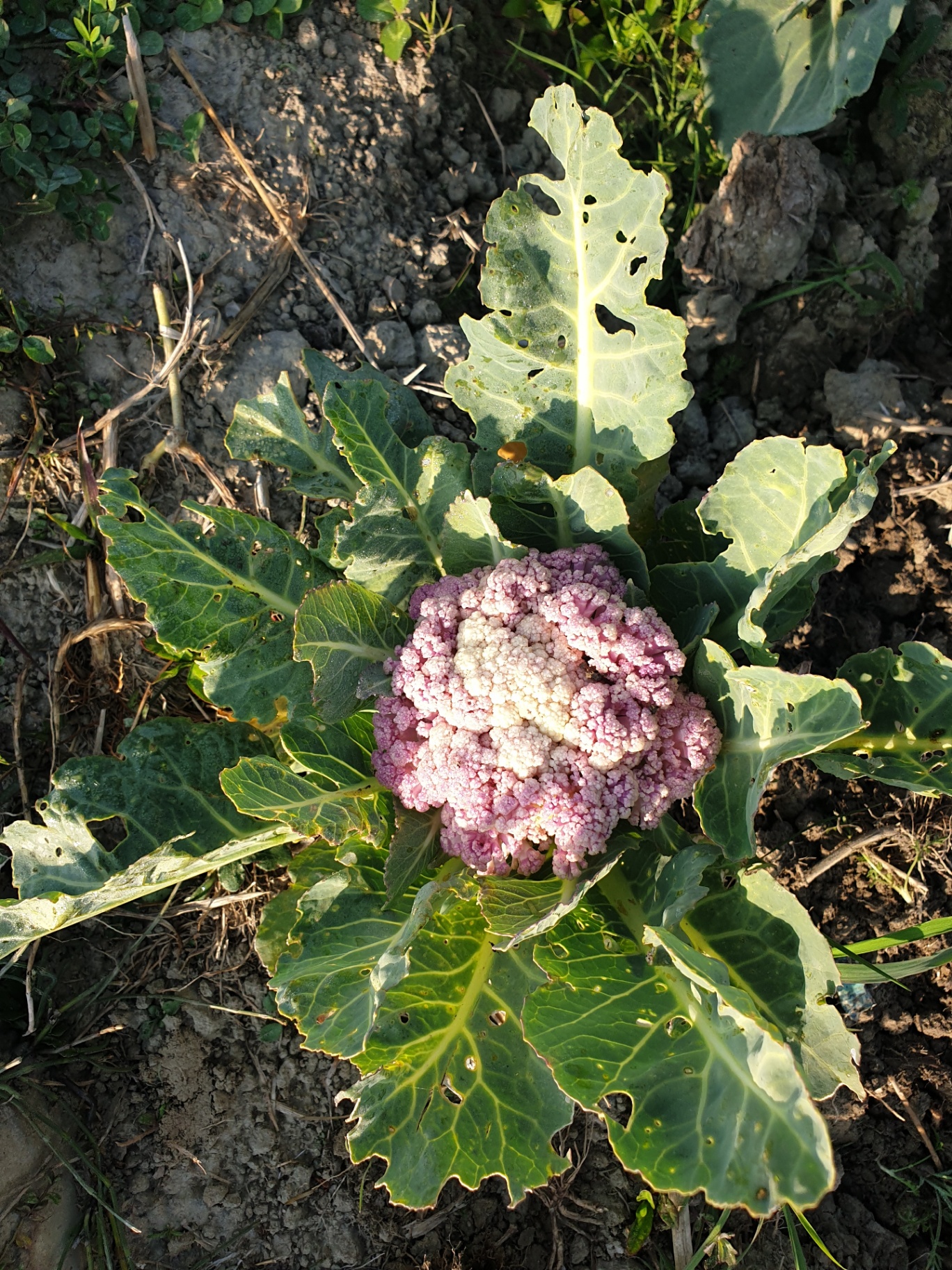 A blush-pink heirloom cauliflower in the field
